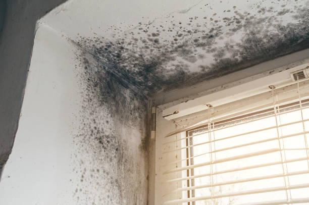 Affordable Black Mold Remediation solutions in Garner, NC