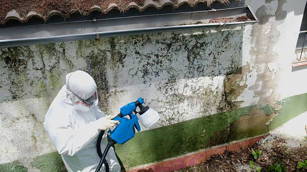Top rated local Black Mold Remediation specialists in Garner, NC